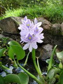 سنبل آبی